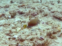 Ocean Surgionfish